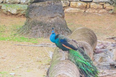 Zarif Güzellik: Doğada Dolaşan Tavus Baykuşu