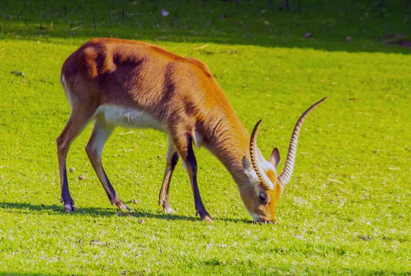 Lechwe Antelopes Natureza — Fotografia de Stock