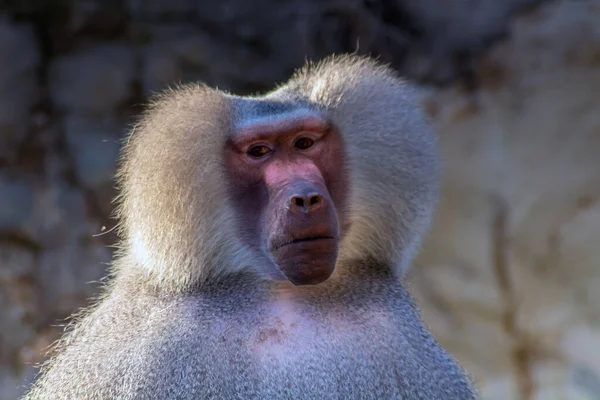 Babuíno Hamadryas Uma Espécie Primata Zoológico — Fotografia de Stock