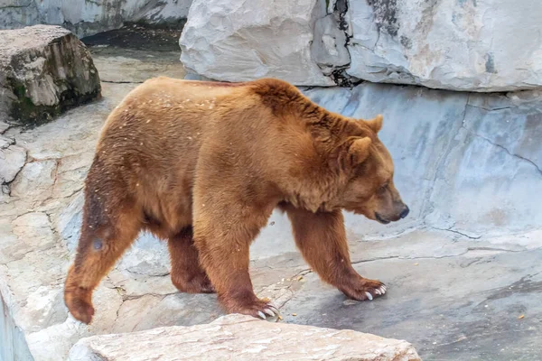 Muhteşem Boz Ayı Rocky Arazisi 'nde yürüyor.