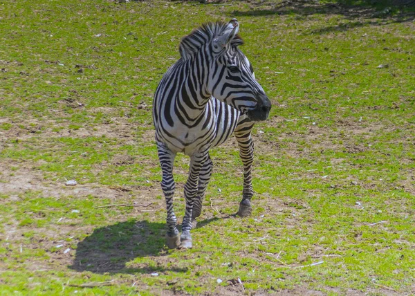 Stripes Wild Zèbre Errant Dans Habitat Naturel — Photo