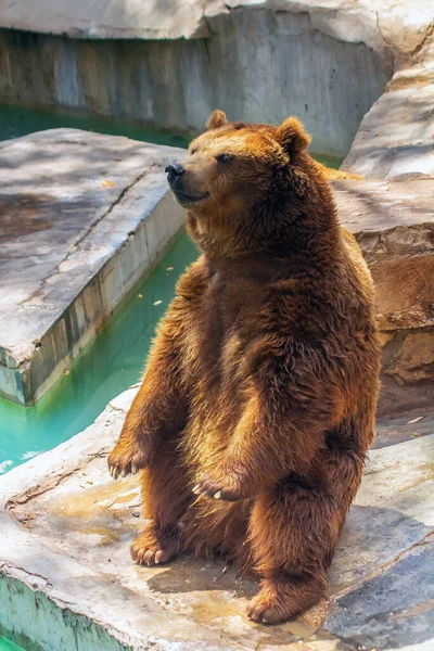 Urso Pardo Zoológico — Fotografia de Stock