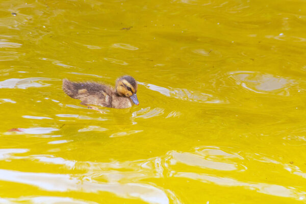 Domestic Duck Gliding Through the Water