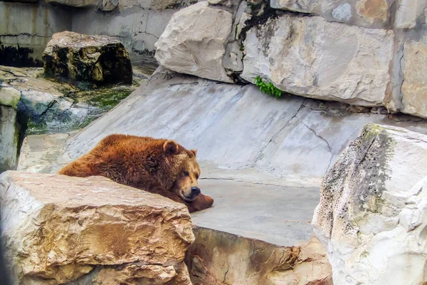 Pełna Wdzięku Moc Majestatyczny Niedźwiedź Grizzly — Zdjęcie stockowe