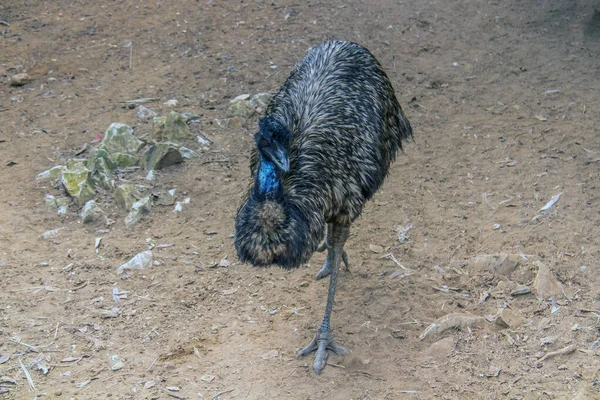 Emu Auf Der Känguru Insel Freier Wildbahn — Stockfoto