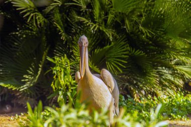 Doğal Yaşam Alanlarında Büyük Beyaz Pelikanlar