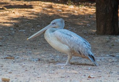 Pembe sırtlı Pelikan, Doğal Yaşam Alanlarında Zarif Kuşlar