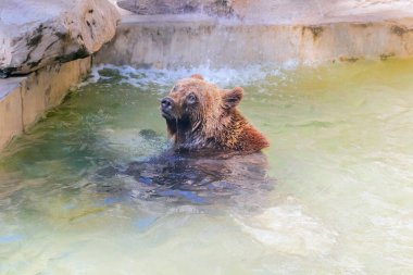 Hayvanat bahçesindeki boz ayı