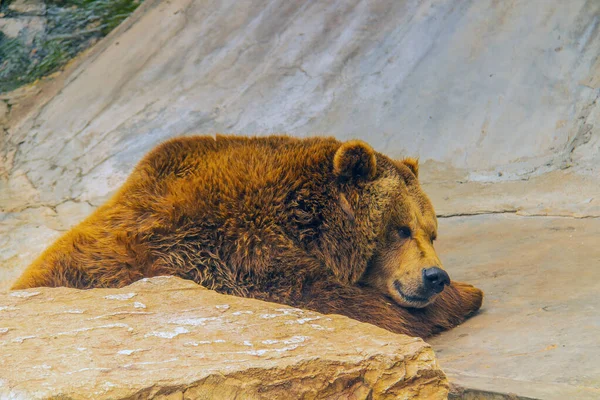 Гравитационная Сила Величественный Медведь Гризли — стоковое фото