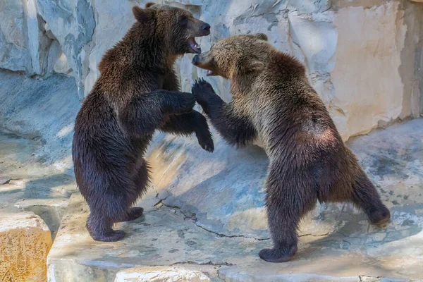 Playful Fight Two Grizzly Bears — Stock Photo, Image
