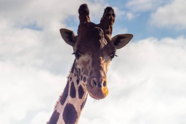 Zarif zürafa. Vahşi Doğada Görkemli Bir Hayvan