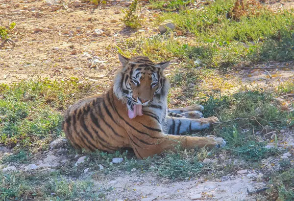 Tigre Siberiano Majestoso Animal Selvagem Floresta — Fotografia de Stock
