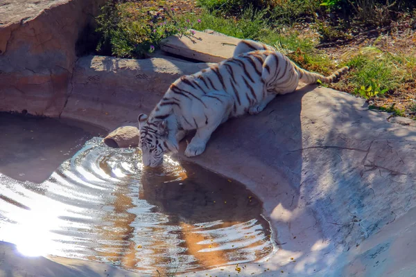Tigre Bengale Beauté Majestueuse Dans Nature — Photo