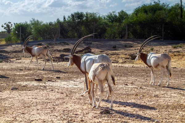 Scimitar Oryx Természetes Élőhelyek Élővilága — Stock Fotó