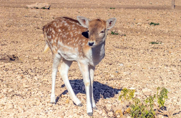 Roe Deer Wilde Dieren Natuur — Stockfoto