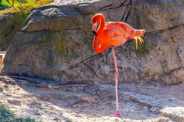 Captivating Group American Flamingos Graceful Birds Harmony — Stockfoto
