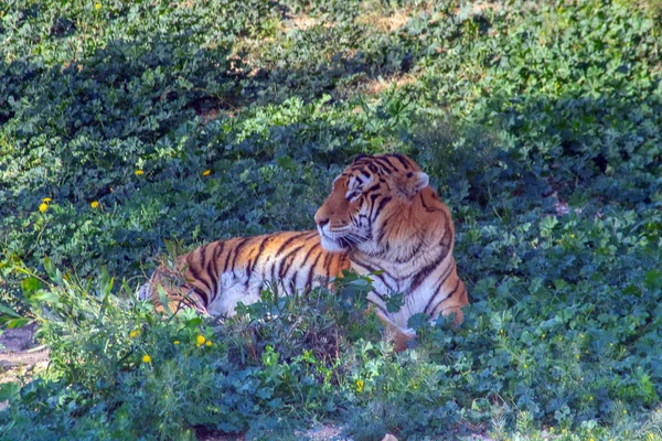 Tygrys Syberyjski Majestatyczne Dzikie Zwierzę Lasu — Zdjęcie stockowe