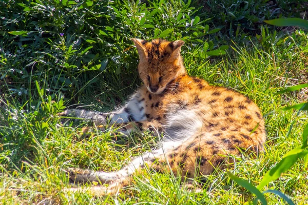 Fermer Rencontre Avec Leptailurus Serval Majestic Wildcat Dans Son Habitat — Photo