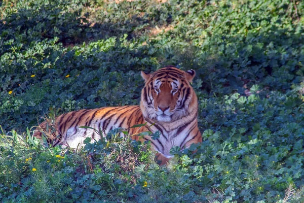 Tygrys Syberyjski Majestatyczne Dzikie Zwierzę Lasu — Zdjęcie stockowe