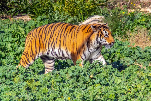 Sibirischer Tiger Majestätisches Wildtier Des Waldes — Stockfoto