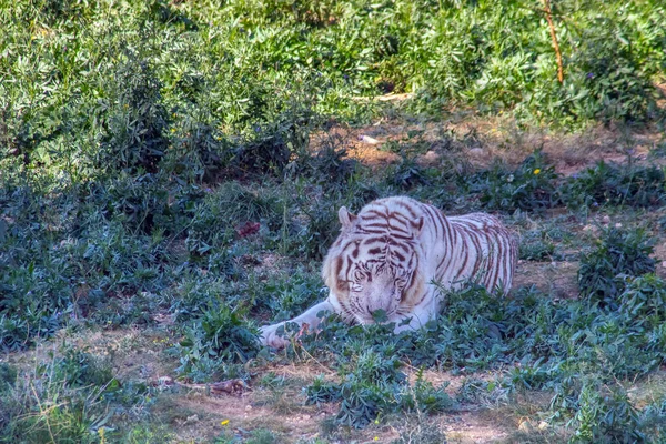 Tigre Bengala Majestosa Beleza Selva — Fotografia de Stock