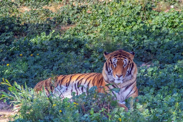 Tigre Siberiano Majestuoso Animal Salvaje Del Bosque — Foto de Stock