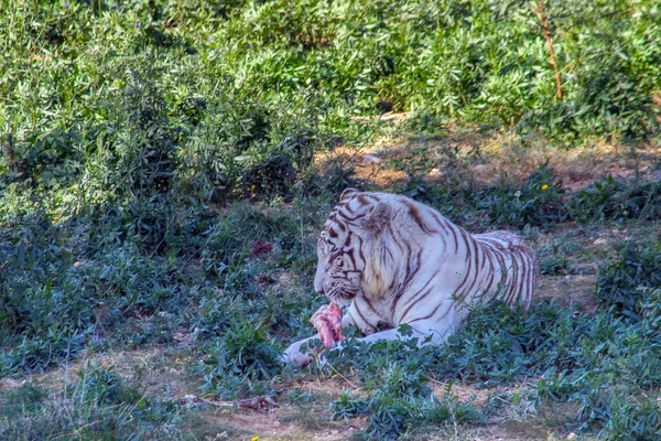 Bengalischer Tiger Majestätische Schönheit Freier Wildbahn — Stockfoto