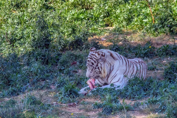 Bengalischer Tiger Majestätische Schönheit Freier Wildbahn — Stockfoto