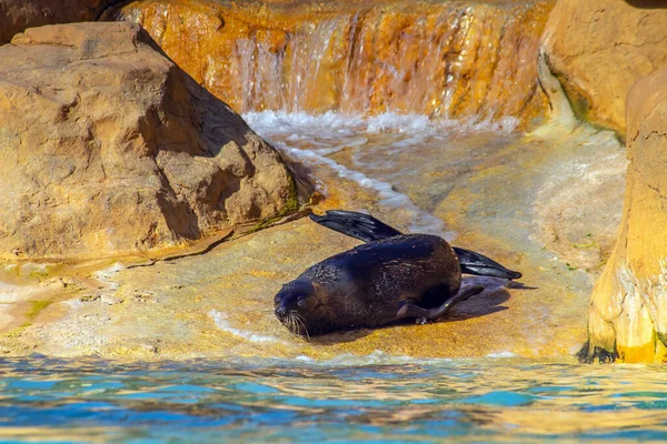 Verspielte Kalifornische Seelöwen Mitreißende Zoobegegnungen — Stockfoto