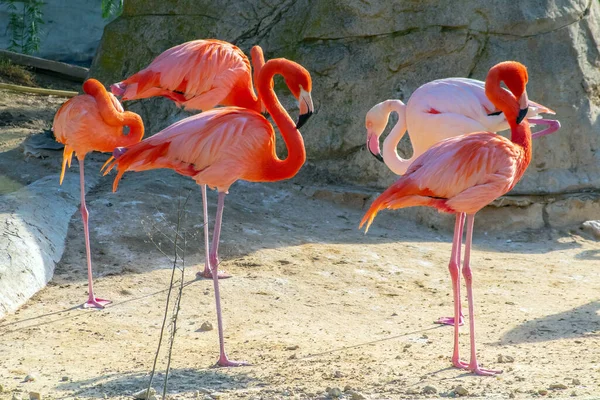 Captivating Group American Flamingos Graceful Birds Harmony — Stock Photo, Image