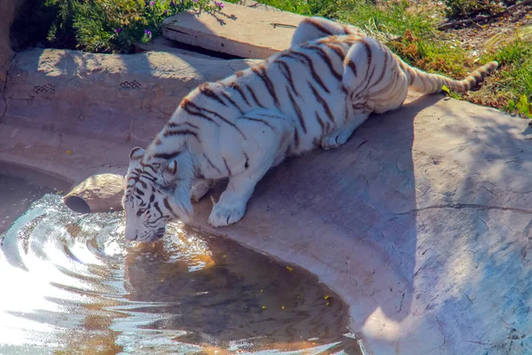 Tigre Bengale Beauté Majestueuse Dans Nature — Photo