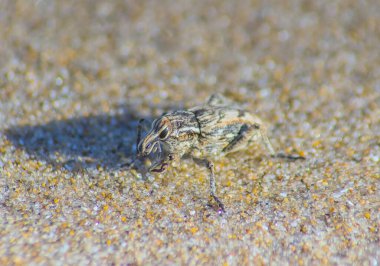 Conoderinae: Böcekler Makro Fotoğrafçılık
