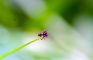 Makro Fotoğrafçılık ile Bir Örümceğin Karışık Dünyasını Yakalamak