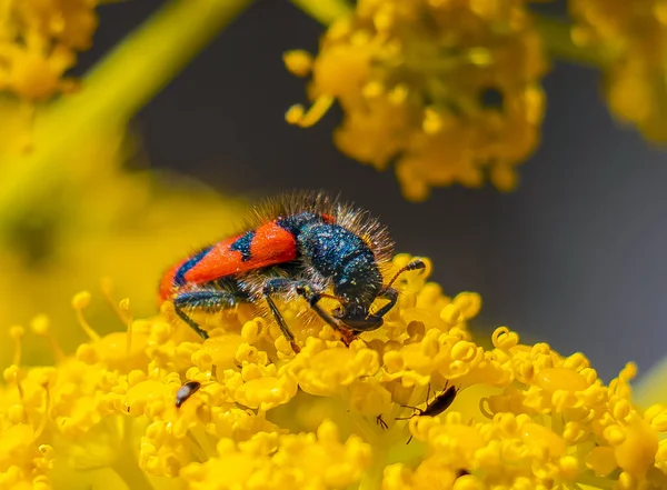振奋人心的相遇 黄花上的滴虫和昆虫 — 图库照片