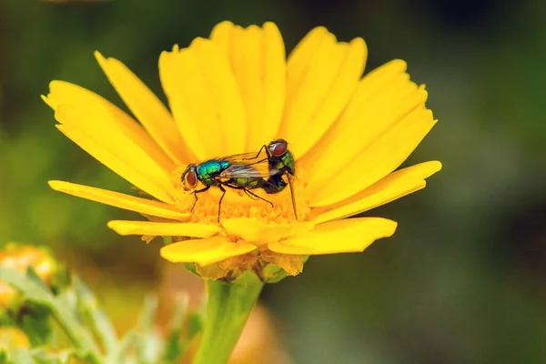 Dos Insectos Neomyia Cornicina Una Flor —  Fotos de Stock