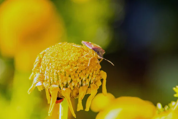 Echte Käfer Insekten Auf Einer Gelben Blume — Stockfoto