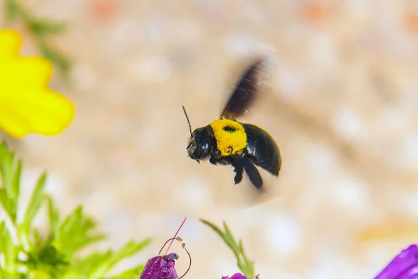 Xylocopa Disppes Insects Macro Photography — 스톡 사진