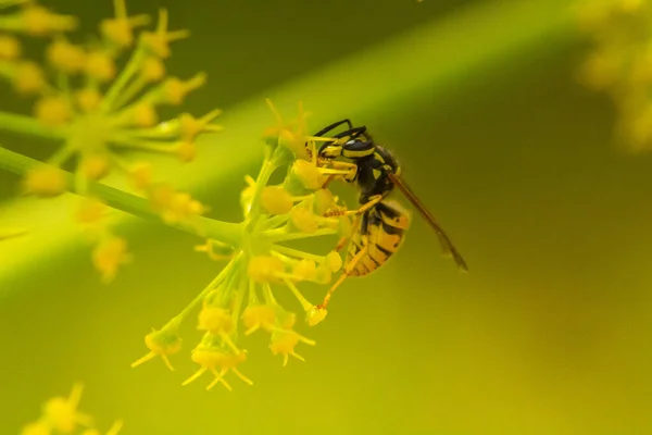 Incontro Oro Wasp Macro Photography Shallow Depth Field — Foto Stock