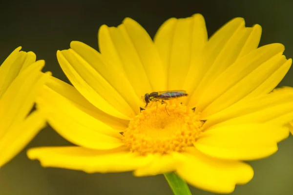 Sarı Çiçek Üzerinde Sinek Makro Fotoğraf — Stok fotoğraf