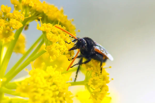 Scolia Hirta Böcekler Makro Fotoğrafçılık — Stok fotoğraf