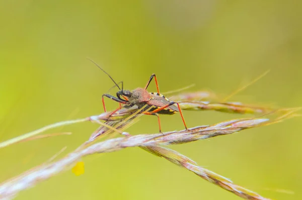 Rhynocoris Iracundus Insectes Macro Photographie — Photo
