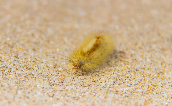 Metamorphosis Caterpillar ดใน Macro — ภาพถ่ายสต็อก