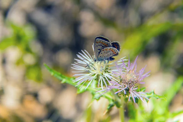 一般的な青昆虫マクロ写真 — ストック写真