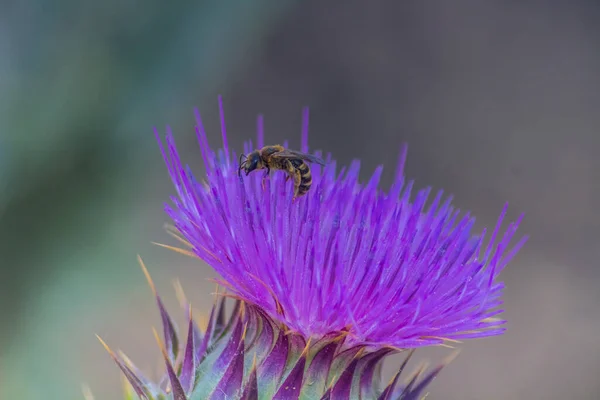 Zarif Cardoon Vahşi Bitkinin Güzelliğini Yakalamak — Stok fotoğraf