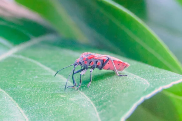Spilostethus Pandurus Impresionante Fotografía Macro Insecto —  Fotos de Stock