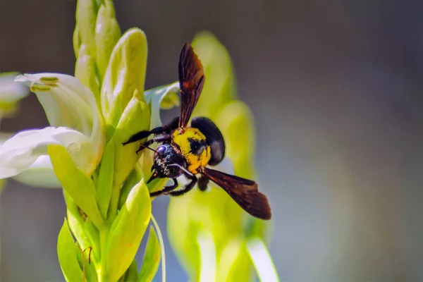 Xylocopa Latipes Capturing Elegance Carpenter Bees Macro Photography — 스톡 사진