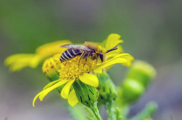 花上蜜蜂的宏观摄影 — 图库照片