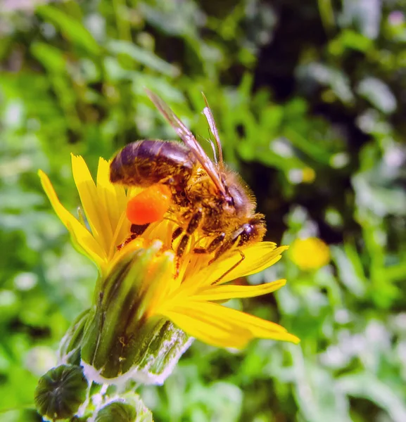 Macro Photography Bee Yellow Dandelion Flower — 스톡 사진