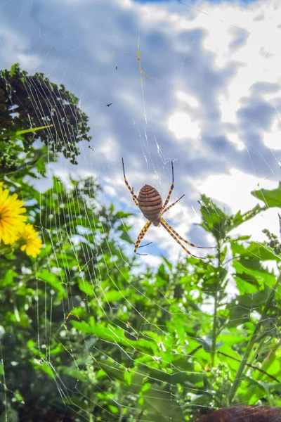 Naturens Vävare Wasp Spider Sin Naturliga Miljö — Stockfoto