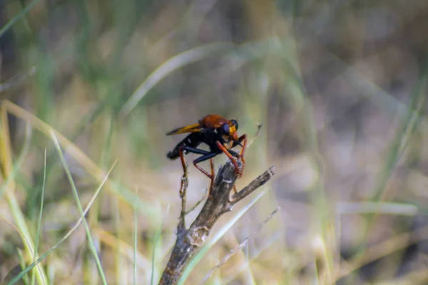 Asilus Doğanın Bir Dalına Tünemiş Büyüleyici Bir Böcek — Stok fotoğraf